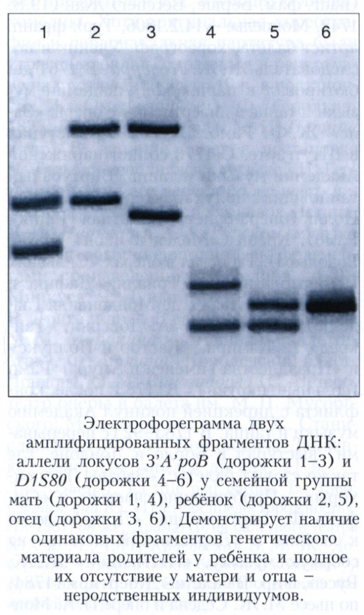 ДНК-ТИПИРОВАНИЕ