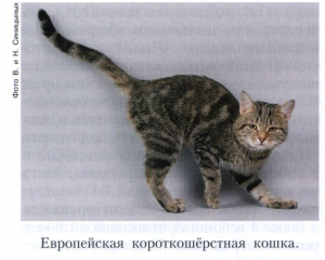 Европейская короткошёрстная кошка