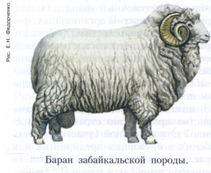 Забайкальская порода овец