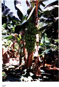 Банан: общий вид растения с плодами.