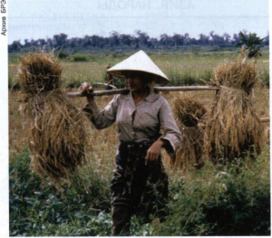 уборка риса в Лаосе