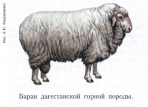 Дагестанская горная порода овец